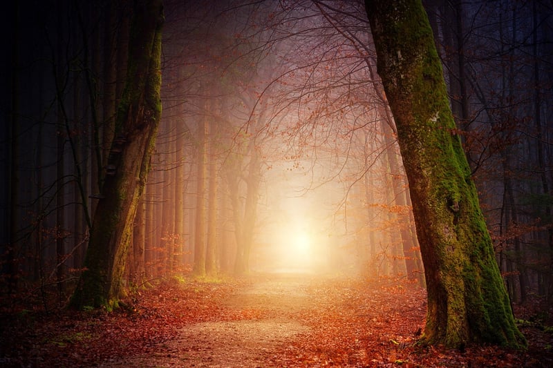 Magical Forest